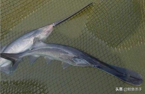 3亿年前的鸭嘴鱼,三亿年前鸭嘴鱼