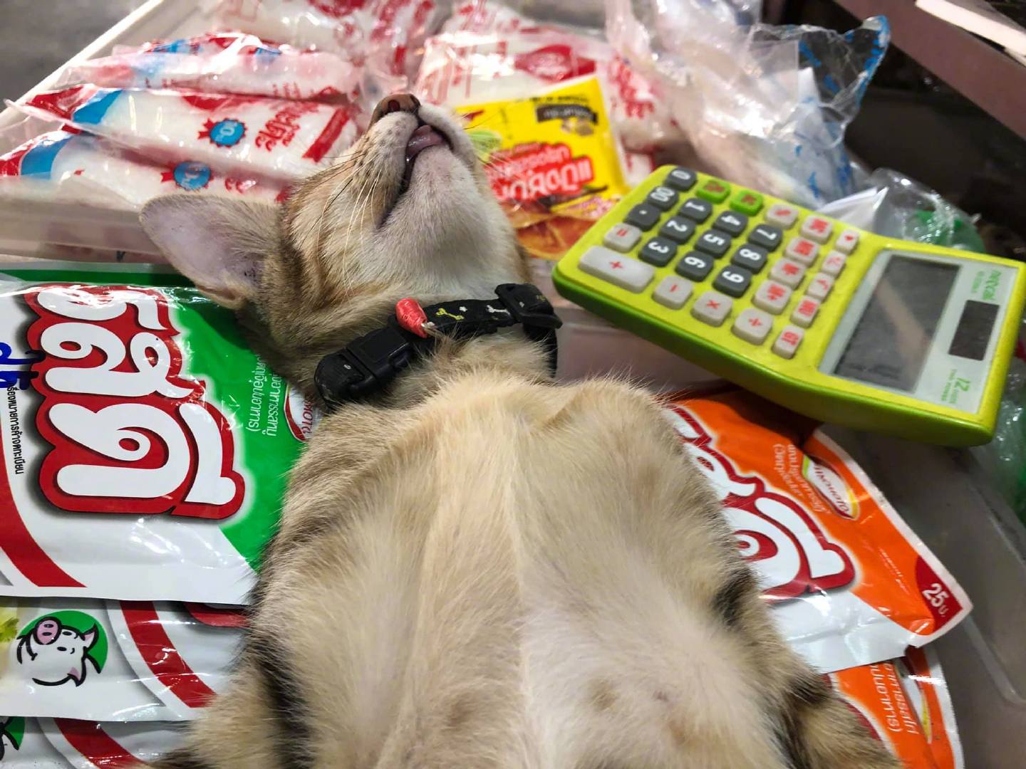 猫咪帮铲屎官暖手指,铲屎官猫咪身藏绝技