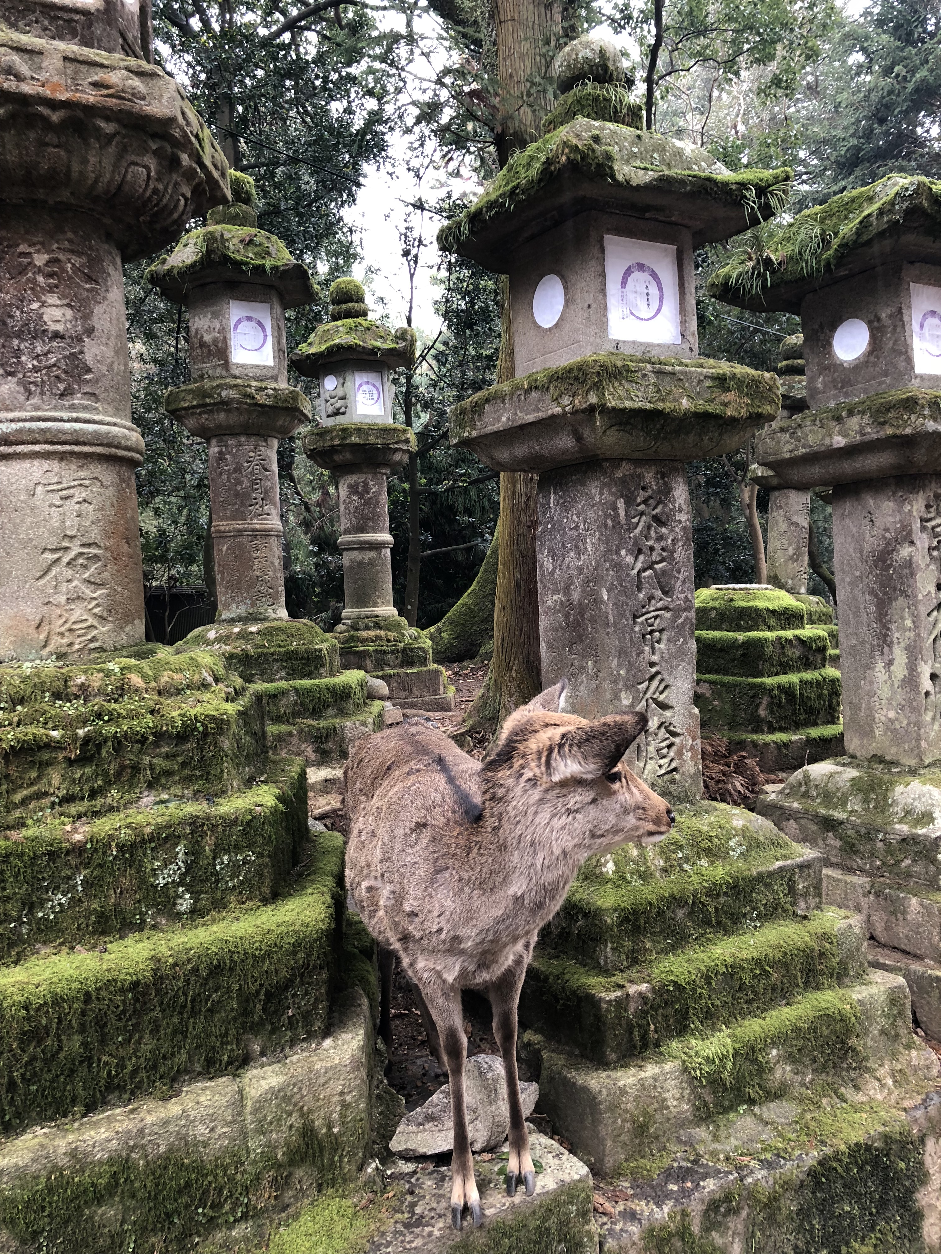 日本奈良公园遇见“神鹿”,日本奈良公园的鹿叫什么鹿