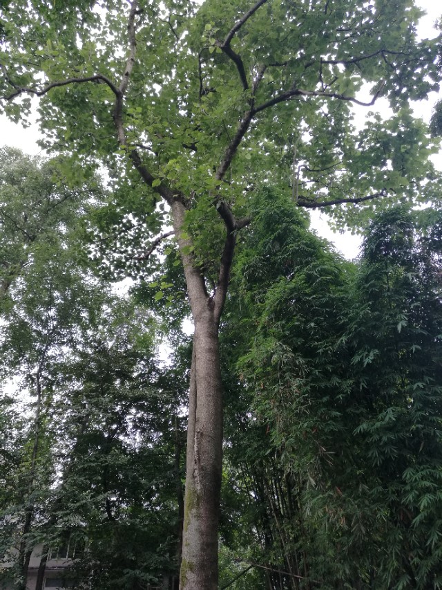 青城山农家乐介绍范文,青城山镇药王山下农家乐的故事