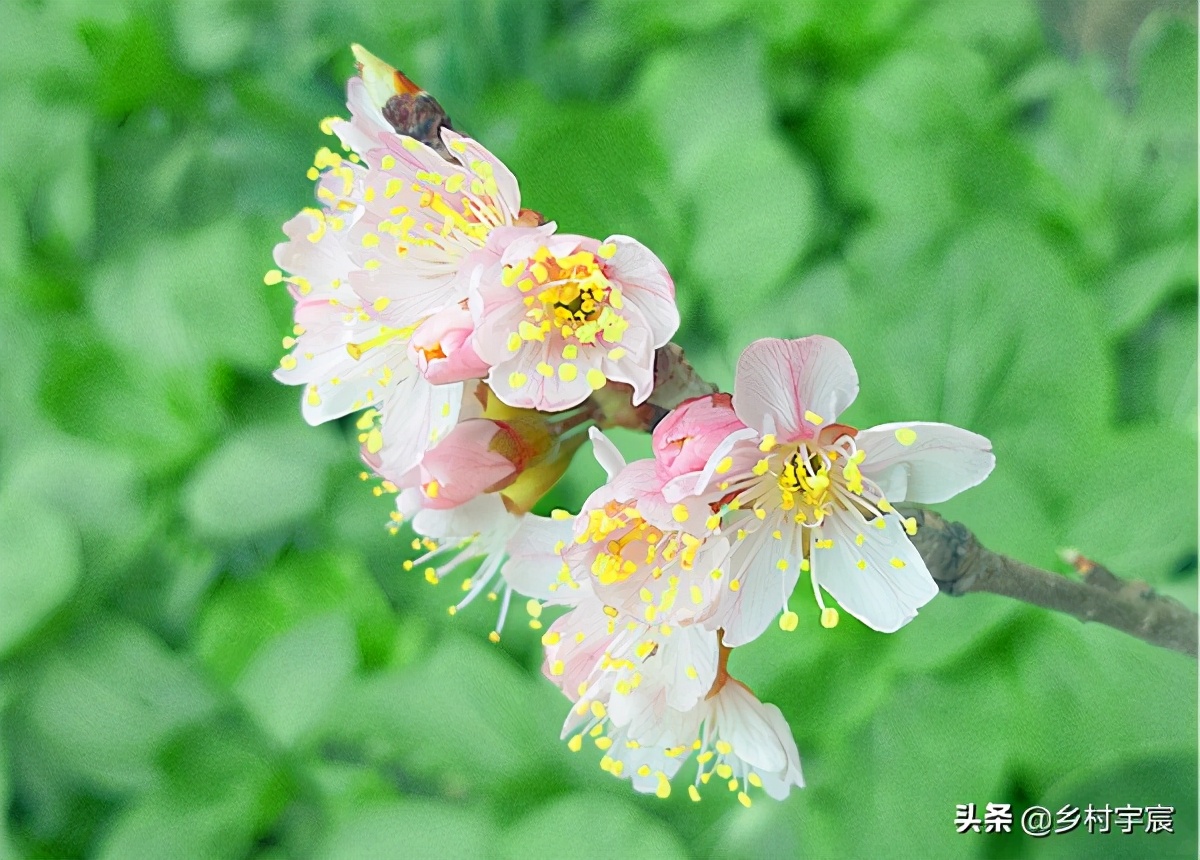 大棚樱桃减产5成，怎么了？6点果农要注意