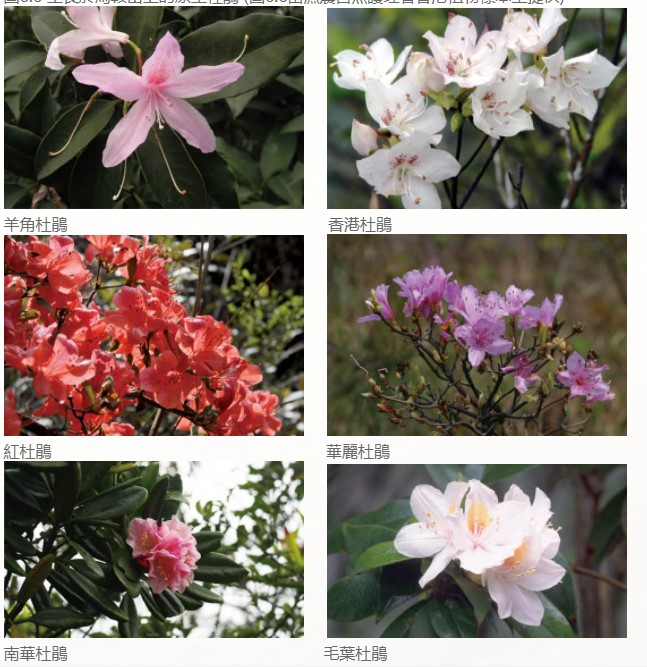 香港马鞍山郊野公园路线攻略,香港马鞍山附近的好去处