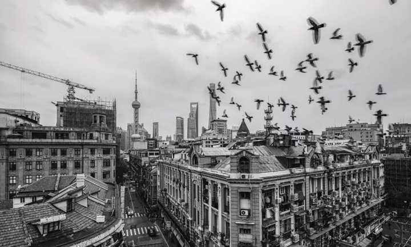 智破窃贼案最新进展,智破奇案合辑在线播放