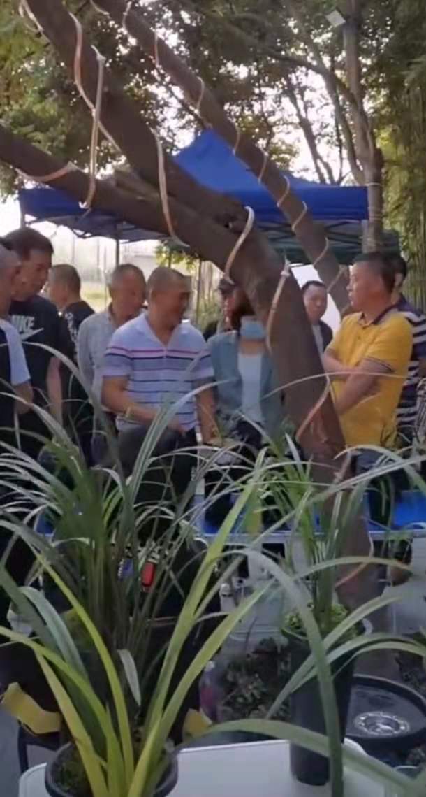 成都市兰花交易市场,温江兰花交易市场在哪