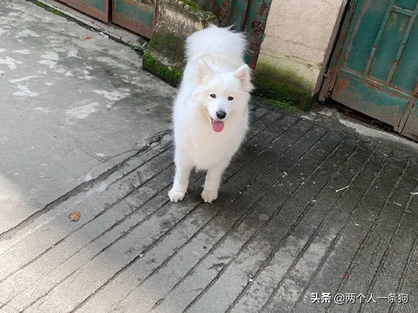 萨摩耶有多贪玩,萨摩耶玩耍日常