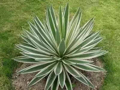 100种花的英文和花语是什么,100种花的花语以及送花礼仪分享