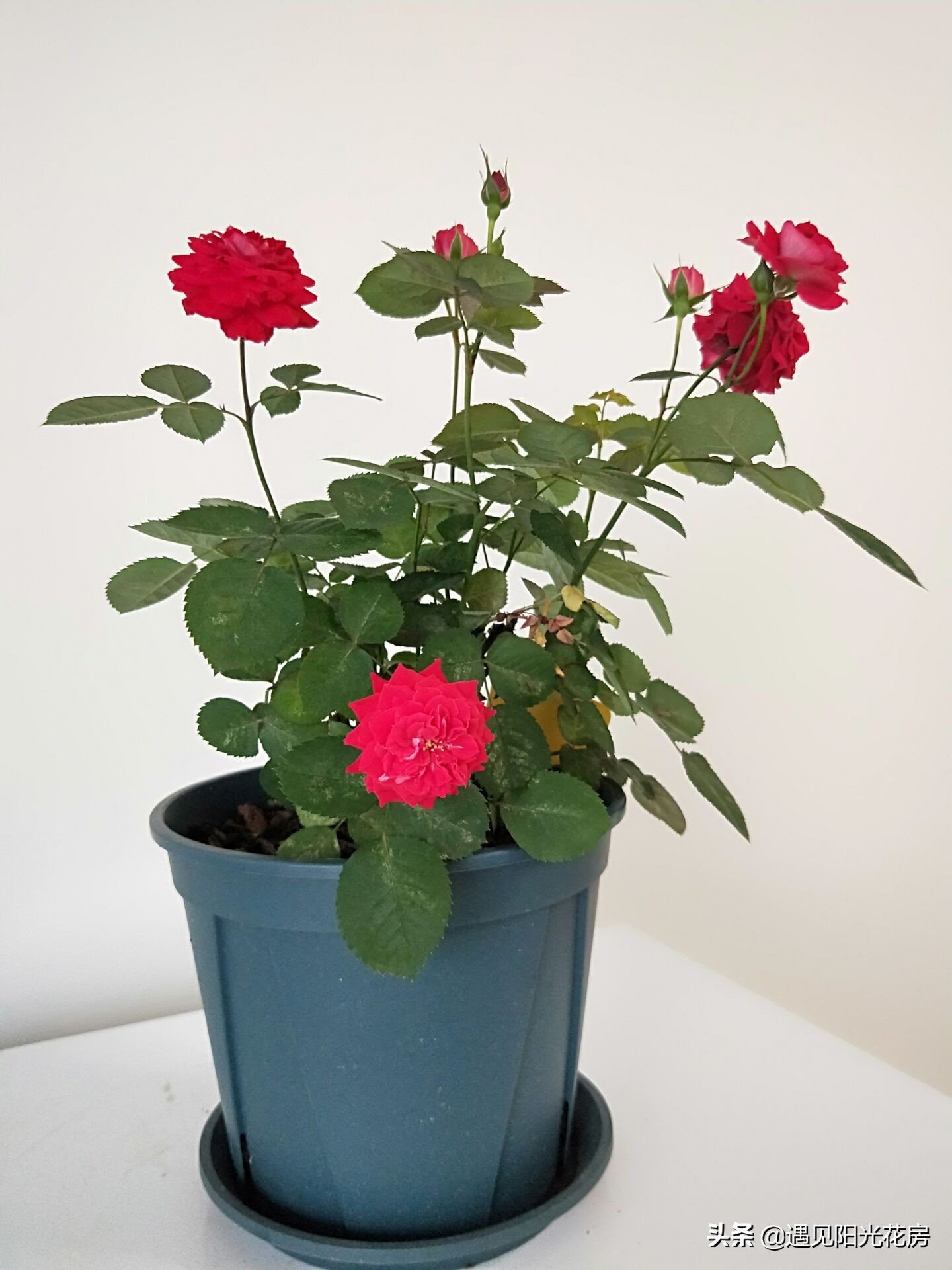 孕妇养花的注意事项,孕妇初期适合哪些比较容易养的花