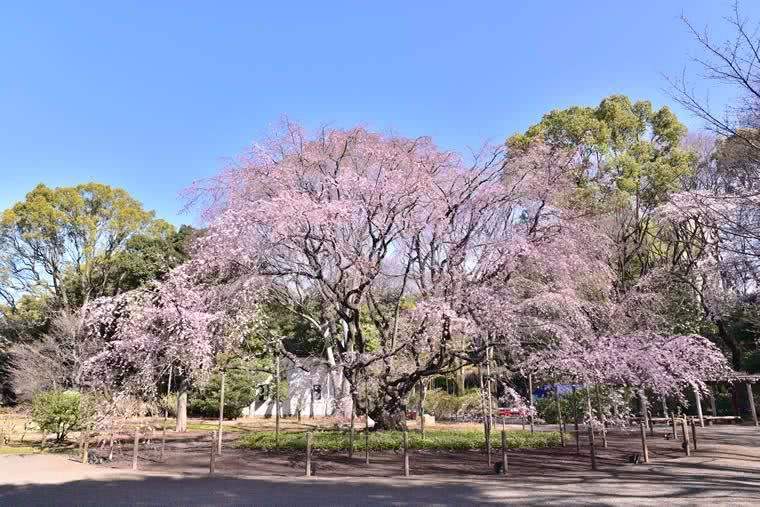 鑺卞崏妞嶇墿澶у叏妯辫姳,妯辫姳瑙傝祻妞嶇墿