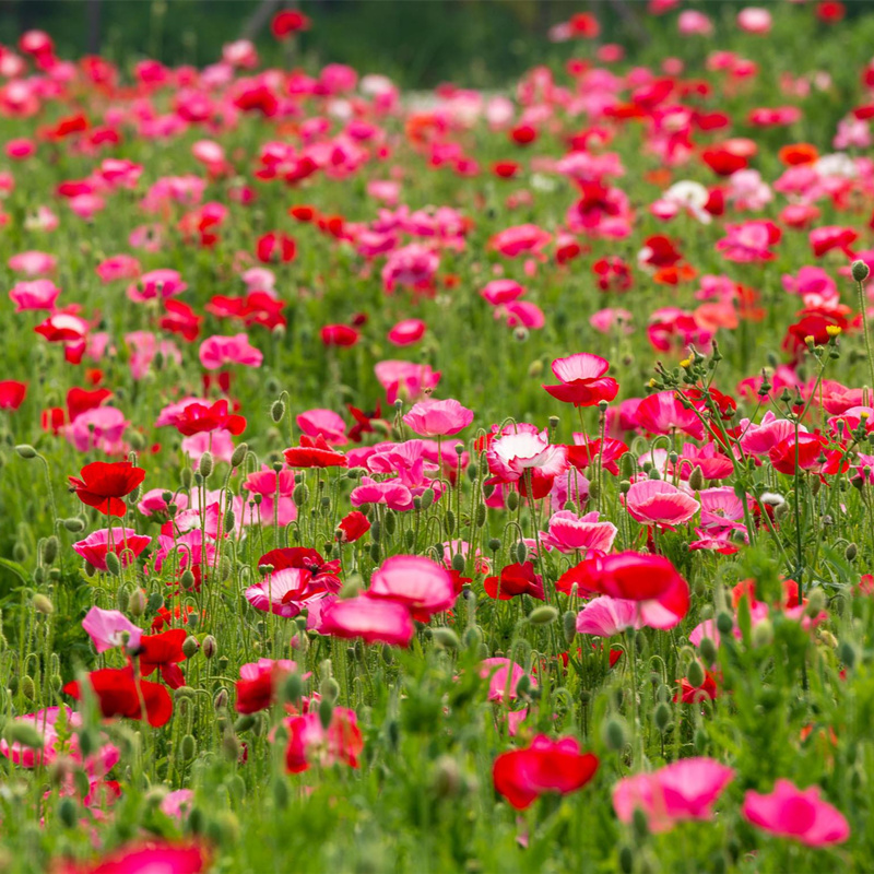 “论斤卖”的10种花卉种子，花海都种它，“靠天吃饭”就能活