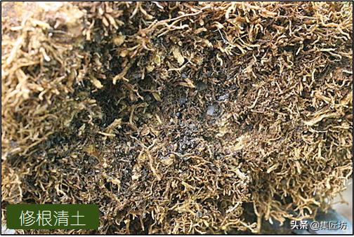 雀舌黄杨冬季掉叶,雀舌黄杨老叶枯萎掉落