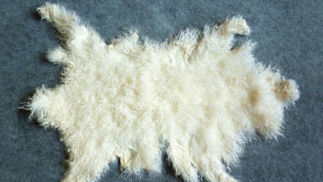 宁夏正宗的盐池滩羊,盐池滩羊都是内蒙的吗