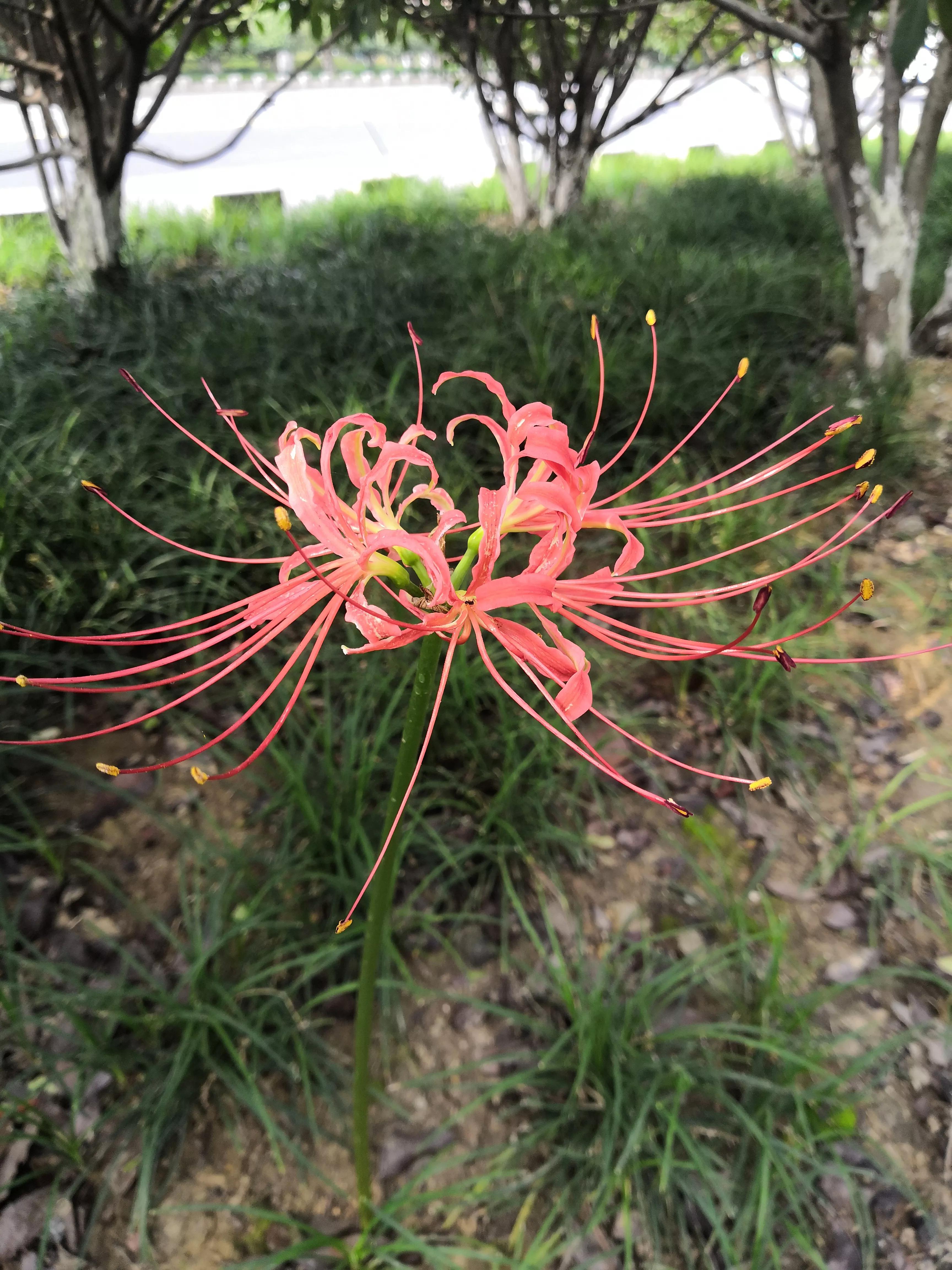 曼珠沙华有毒吗怎么养 (曼珠沙华有毒)