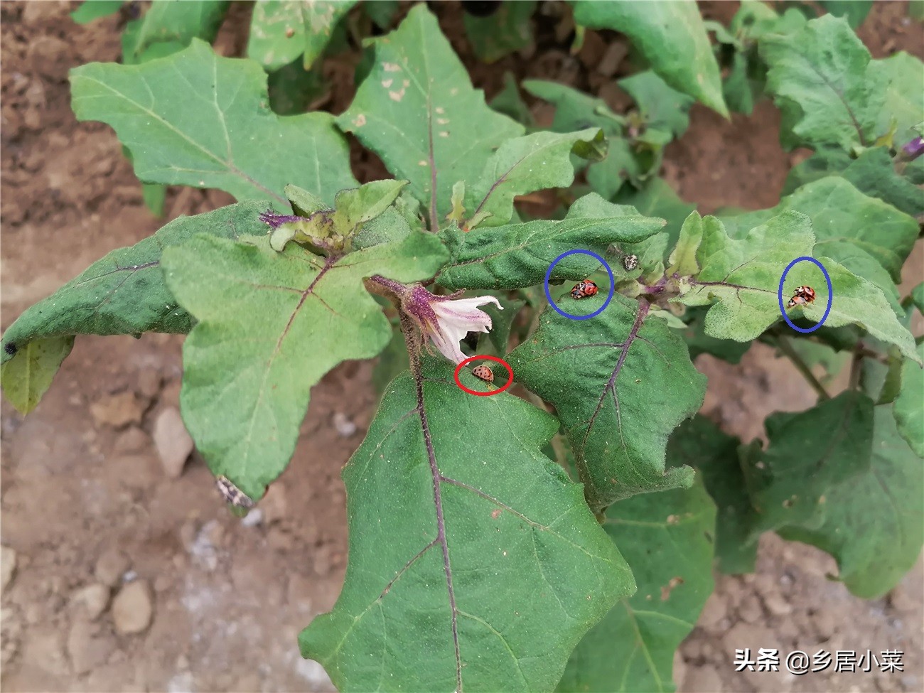 茄子生根壮苗用什么药,茄子开花期需要注意哪些病虫害