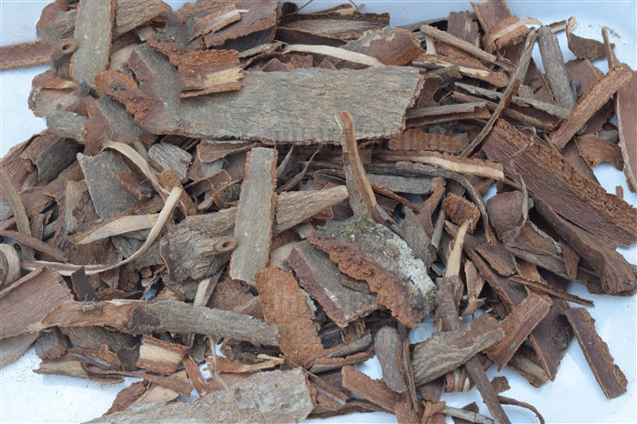 地枫皮,见过吗?舒筋骨,治风痹疼痛,去瘀疗伤