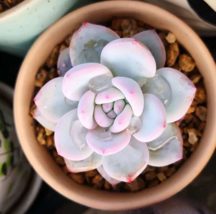 最美的20种多肉,15种最美的多肉