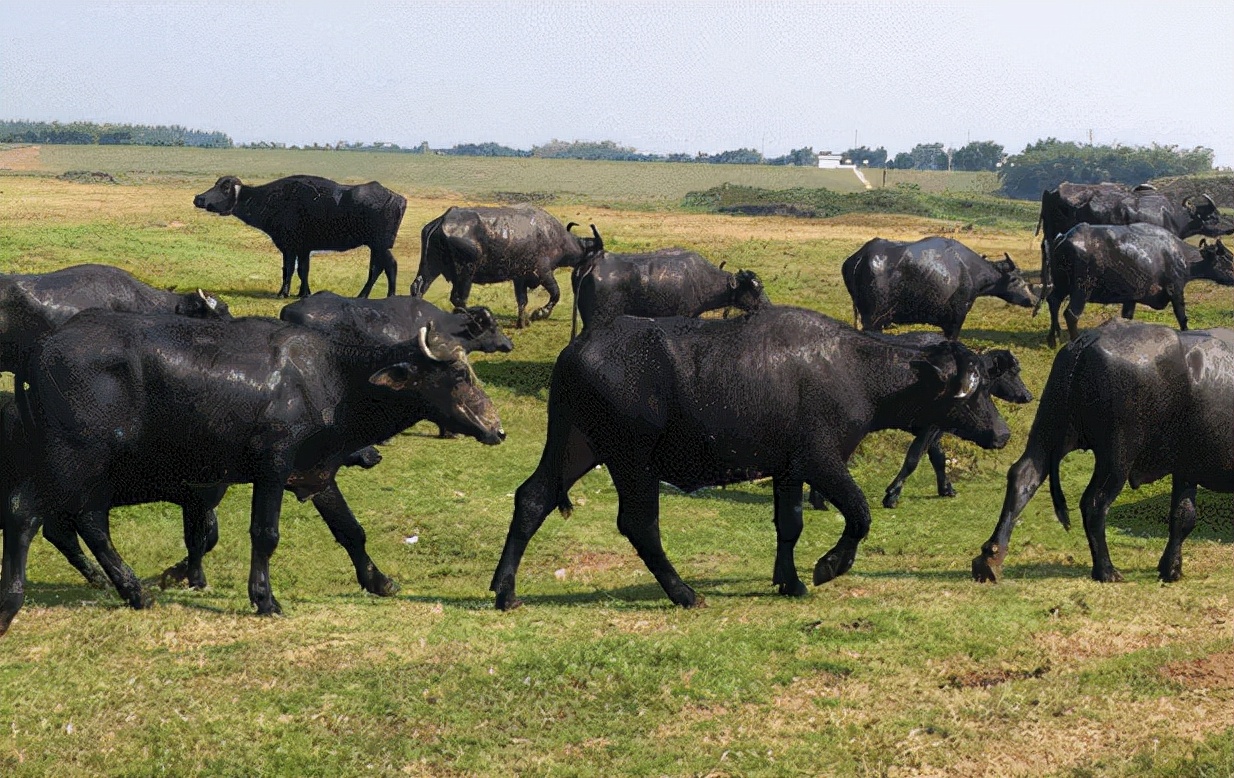 水牛奶和纯牛奶最大的区别,火爆全网的牛奶