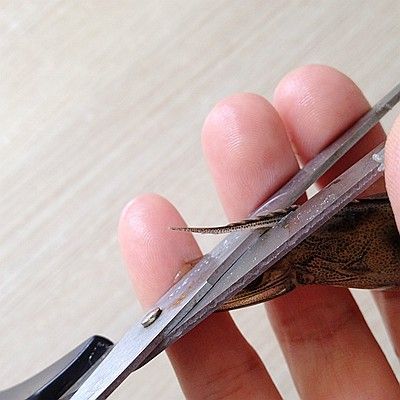 虎皮虾的正确处理方法,虾的正确处理方法和做法视频