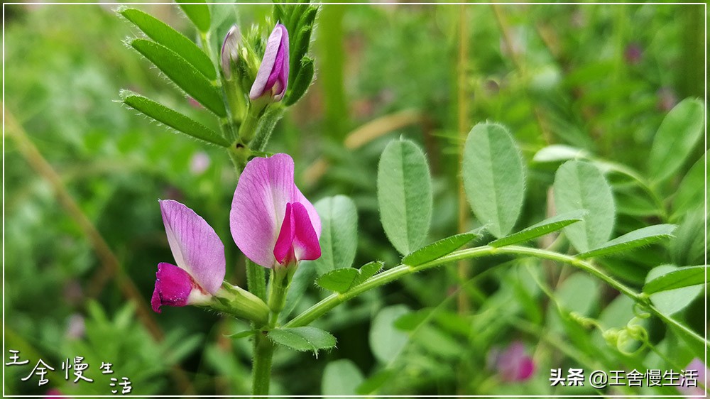 不要看不起农村,不要看不起耕田的人