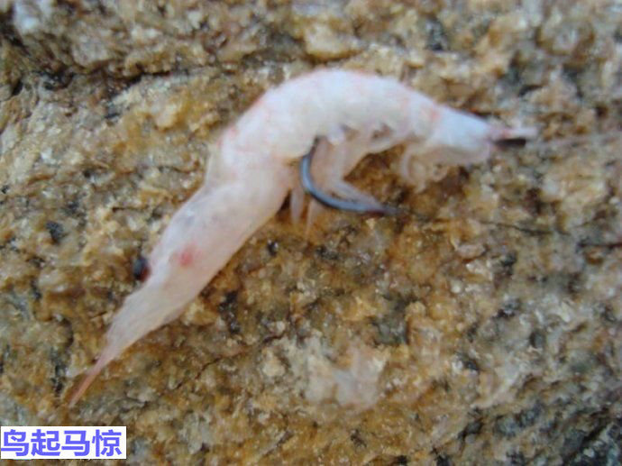 海钓诱饵粉使用方法,海钓鱼饵使用技巧