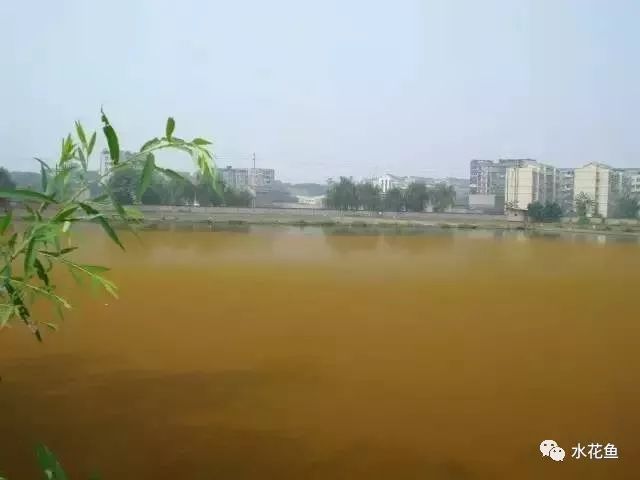 裸藻和裸甲藻是同一藻类吗,蓝藻与绿藻的相同点