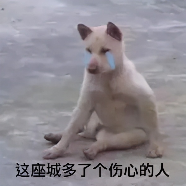 你们家狗子是怎么样的,你家狗子有什么特征呢