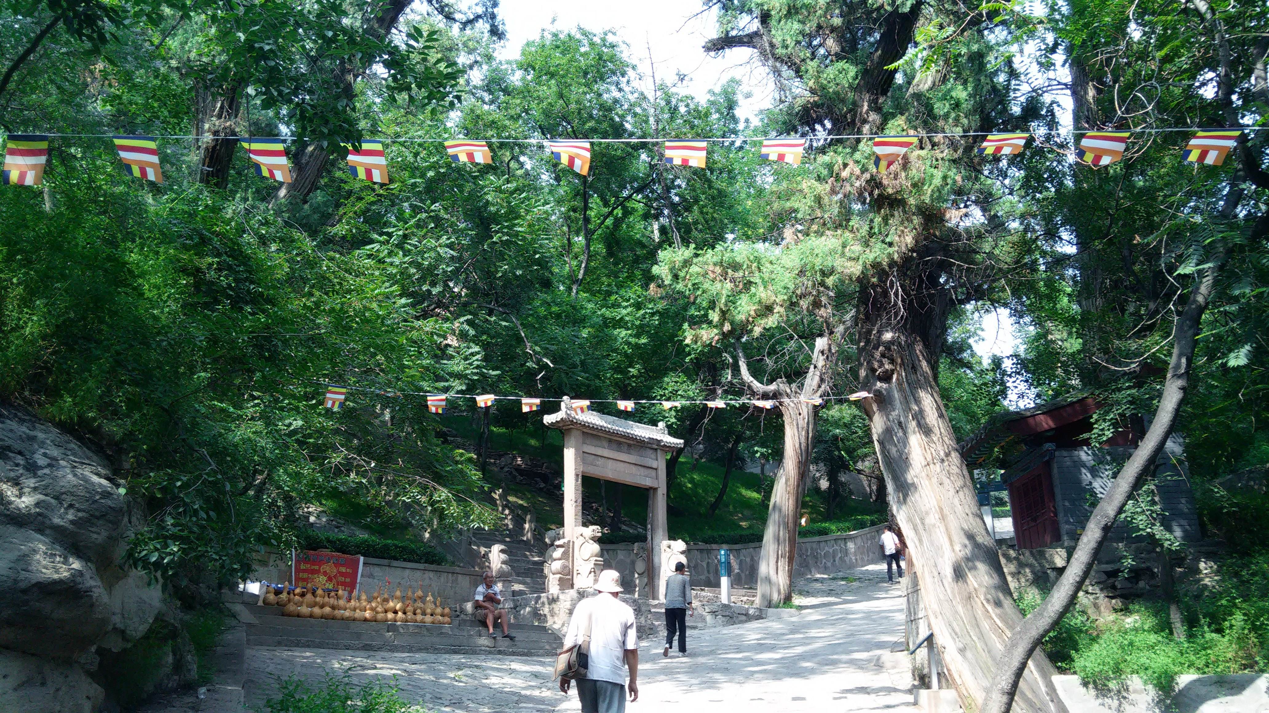 山西天下第一柏在哪里,山西省最奇特的山