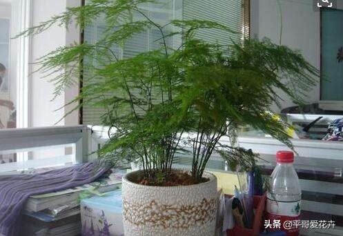 文竹烂根怎么处理才能救活,文竹烂根怎么快速处理