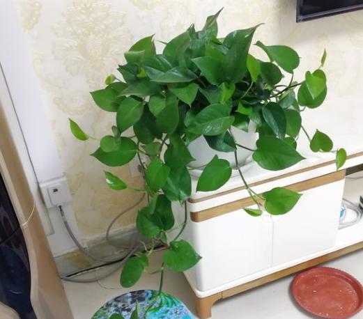 室内养绿萝，黄叶太频繁？纠正3个“错误”，叶片翠绿冒油光