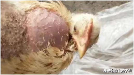 嗉囊疾病,嗉囊炎最新治愈方法