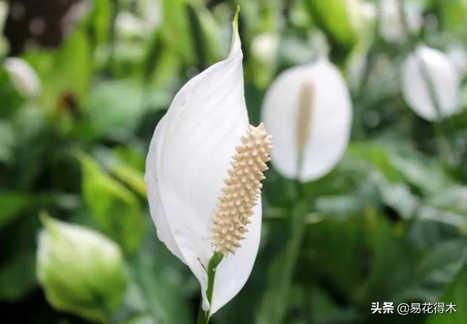 四季开花香味浓的观花植物,观叶型花卉有哪些花可以吃