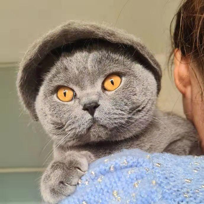 在路上捡回来的流浪猫给它洗澡,救助的流浪猫生病自己无能为力