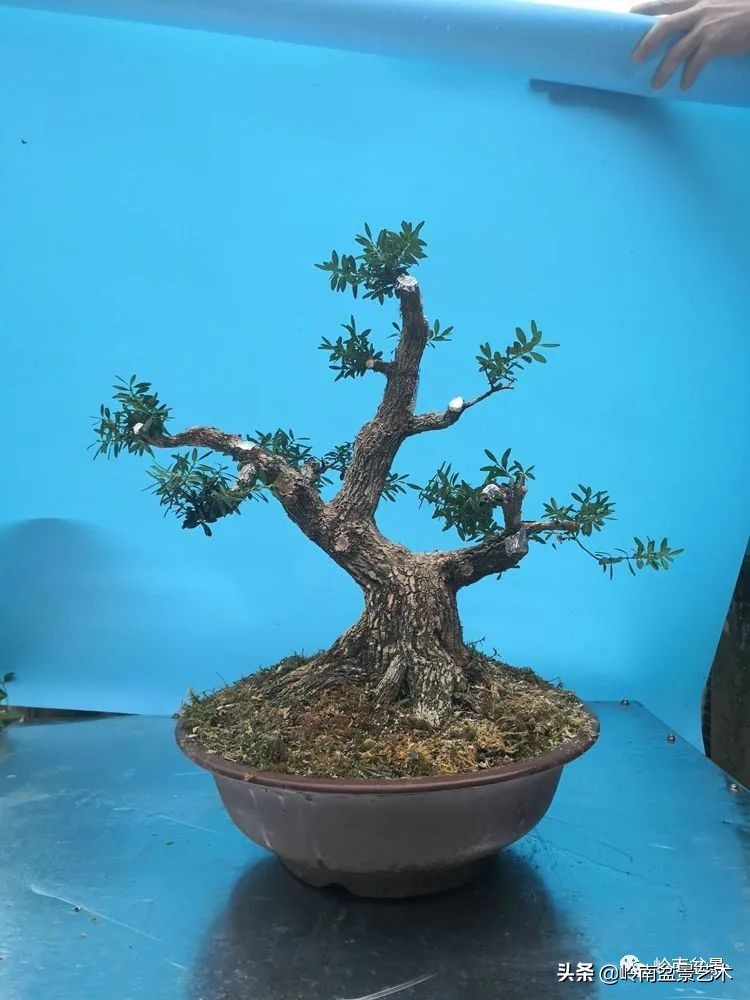 广东的盆景有哪些,适合广东玩的盆景