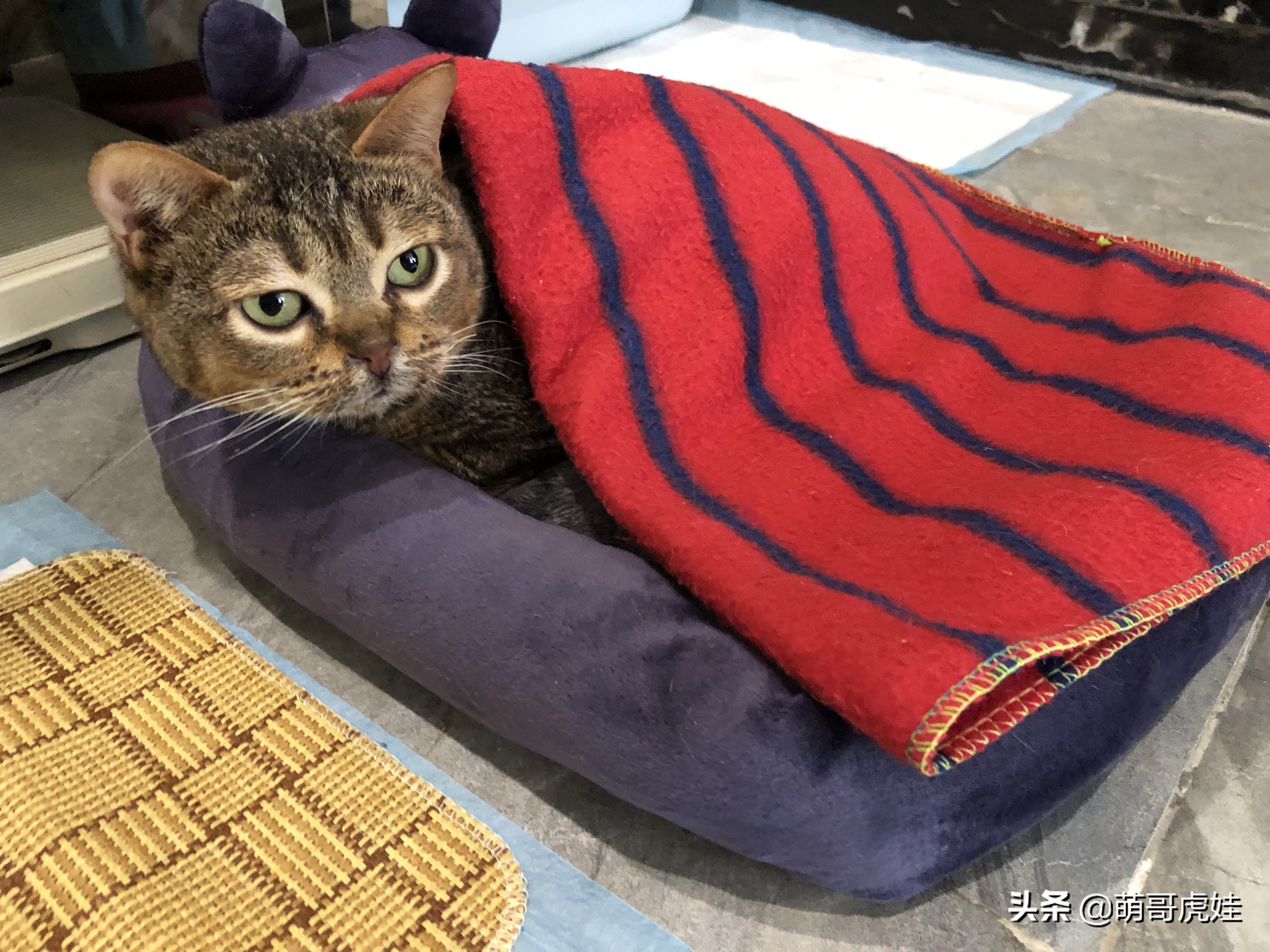 过年不忍心把宠物丢在家，霸气主人带着4只猫狗龟一起出门住酒店