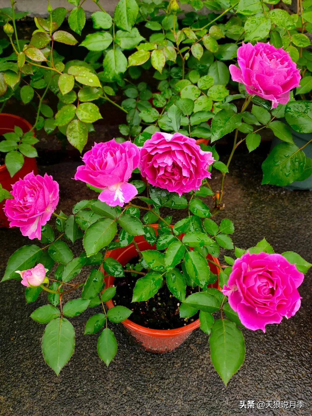 月季春季第一波花要不要剪,月季春季第一波花开后嫁接