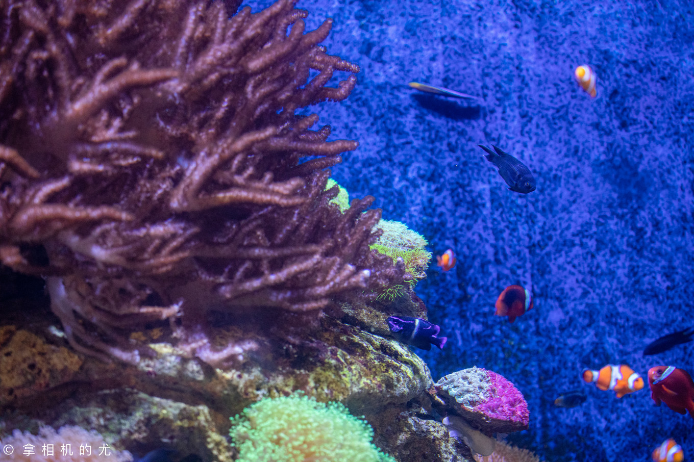 珠海横琴长隆海洋王国游玩全攻略,珠海长隆海洋王国跟香港海洋公园