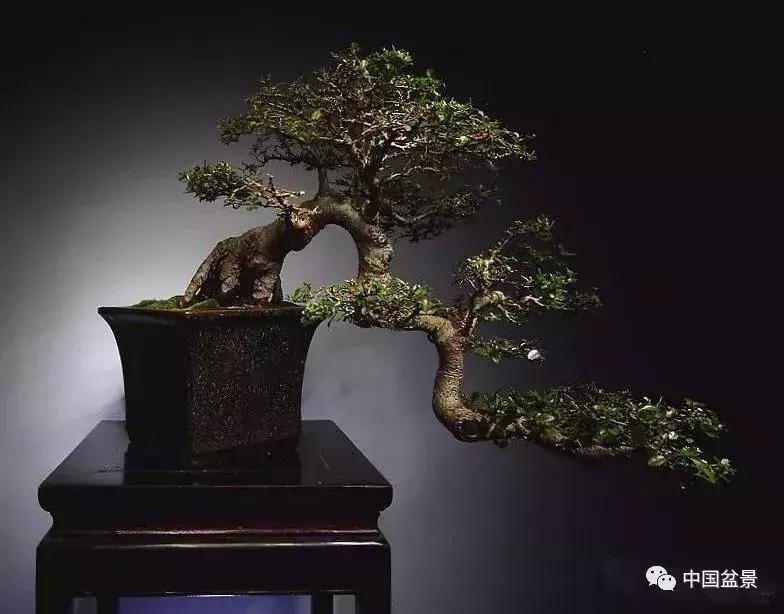 一组盆景佳作欣赏,斜杆式飘枝盆景图片欣赏