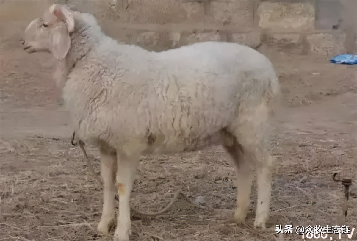 世界上最好的羊是哪个羊,世界最好的羊排名前十