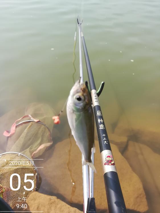 本汀神乐鱼竿暴强版,本汀神乐暴强硬7.2米鱼竿
