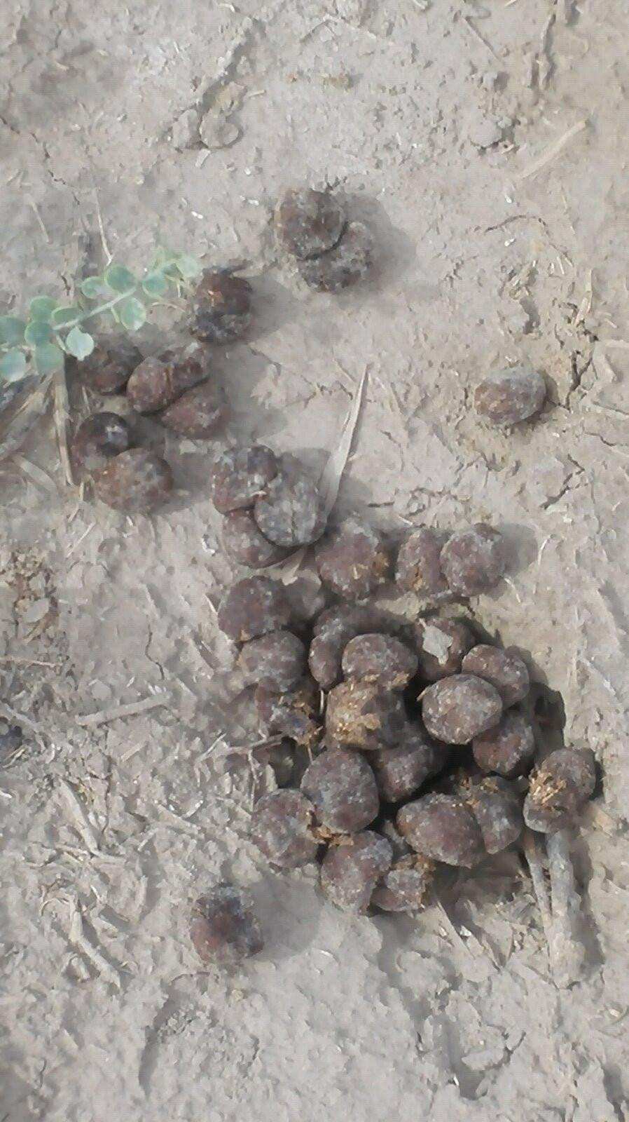 为什么在沙漠里要小心骆驼的尸体,为什么在沙漠里见到死骆驼不能碰