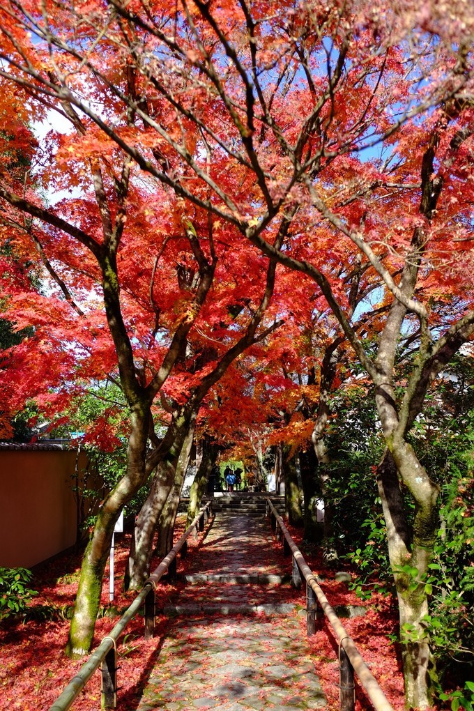 京都赏枫2022,京都赏枫必去景点有哪些好玩的