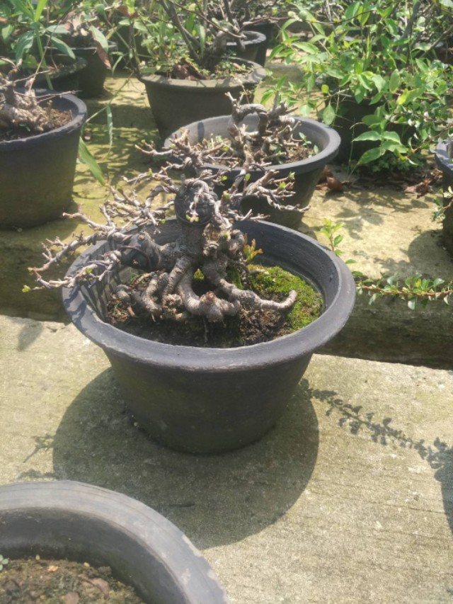 掌上盆景100种,掌上盆景