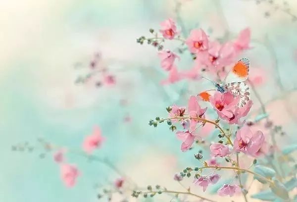 绝美花朵摄影佳作,波兰花朵摄影作品欣赏