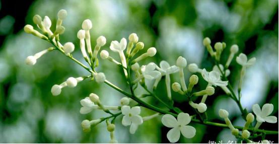 知足常乐有你陪伴不孤单,知足常乐心中才能装满幸福