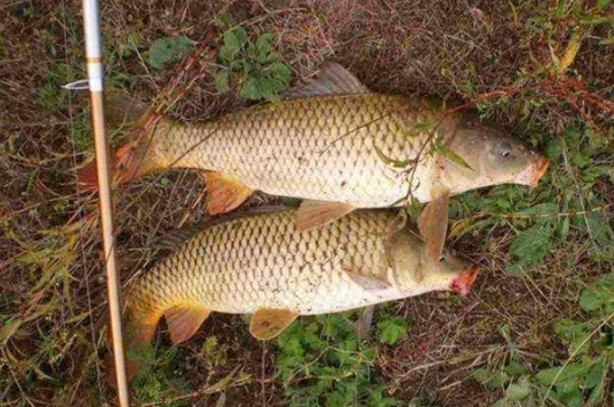 三十年了，这鲤鱼饵的“威力”依然不可小看！每年十月我只用它