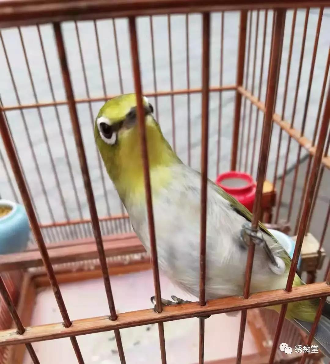 绣眼换毛期如何管理,红肋绣眼换毛从哪里开始的