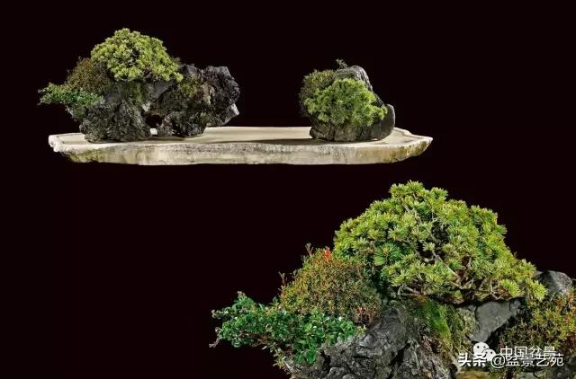 玩盆景必备栽种知识,观赏盆景的意境