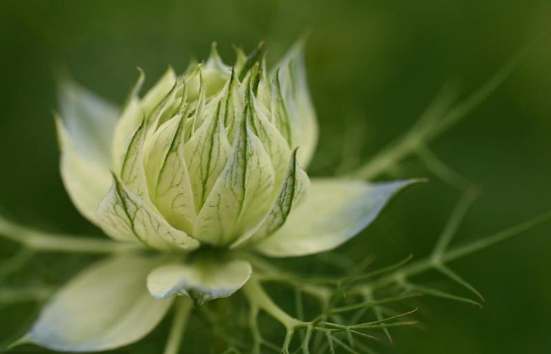 黑种草单瓣,淡蓝黑种草