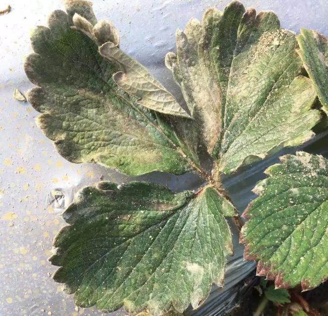 草莓叶茎发黑叶子干枯是什么病,草莓叶子变枯萎是得了什么病