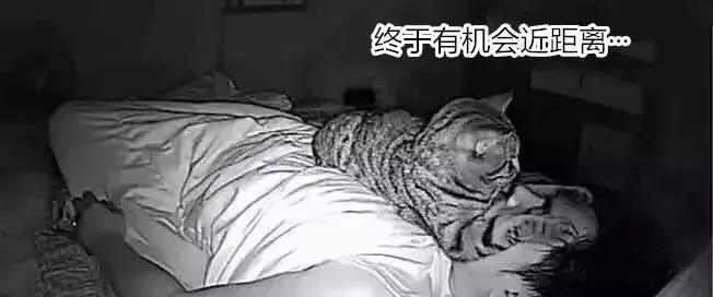 养了好多年的猫突然怕我,养了五年的猫很想把它扔了