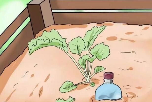 出差浇花神器会不会把水溢出,浇花神器假期出差自动浇水